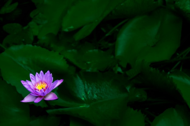 Flor de loto púrpura rosada en la hoja de loto verde densa