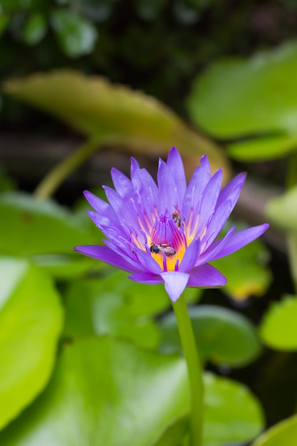 Flor de loto púrpura