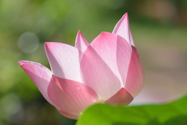 flor de loto que florece detrás de la hoja