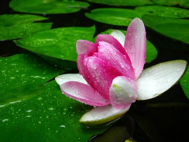 Foto flor de loto en el rocío