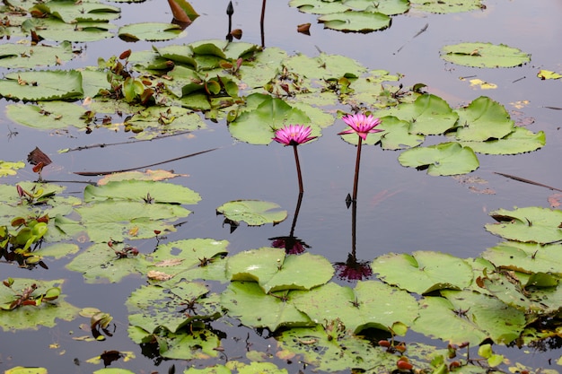 La flor de loto roja en el río en Tailandia