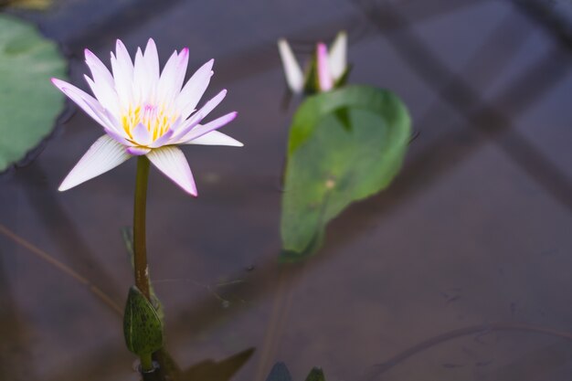 flor de loto rosa blanco