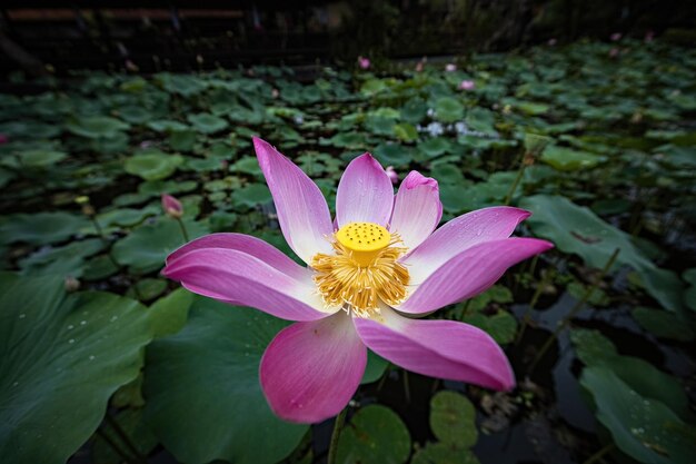 Flor de loto rosa de cerca en Ubud, Bali.