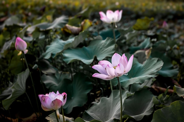 Flor de loto rosa claro entre las hojas oscuras y profundas con poca luz.