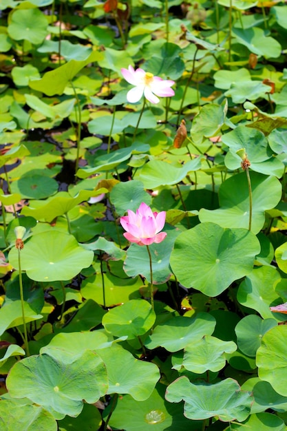 Una flor de loto rosa se encuentra entre las hojas de un estanque.