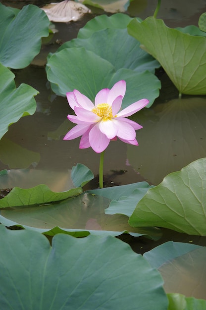 una flor de loto rosa en un estanque con hojas y hojas.