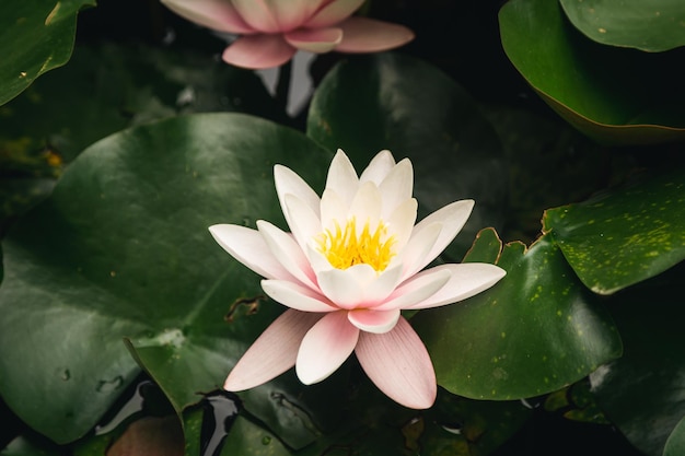 Flor de loto rosa en estanque naturaleza concepto fondo cerrar