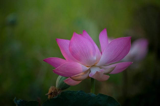 Flor de loto rosa en estanque de Tailandia