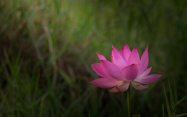 Flor de loto rosa en estanque de Tailandia