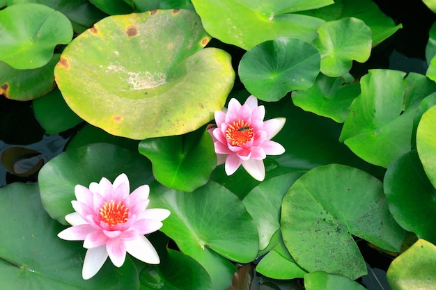 Flor de loto rosa en estanque