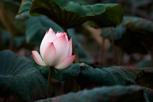 Flor de loto rosa con fondo de hoja verde