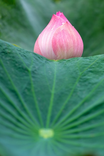 Foto flor de loto rosa hermosa flor de loto