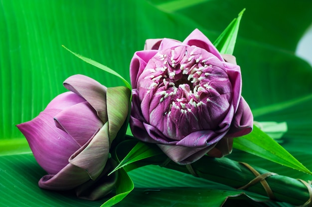 Flor de loto rosa en hoja de plátano