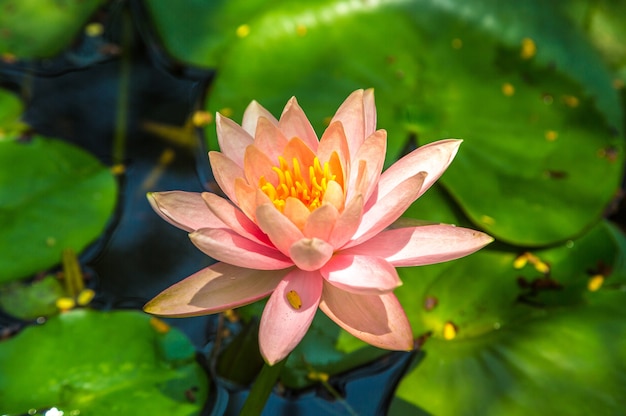 Flor de loto rosa con hoja verde en estanque