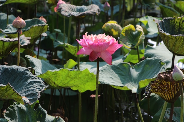 Flor de loto rosa y hoja