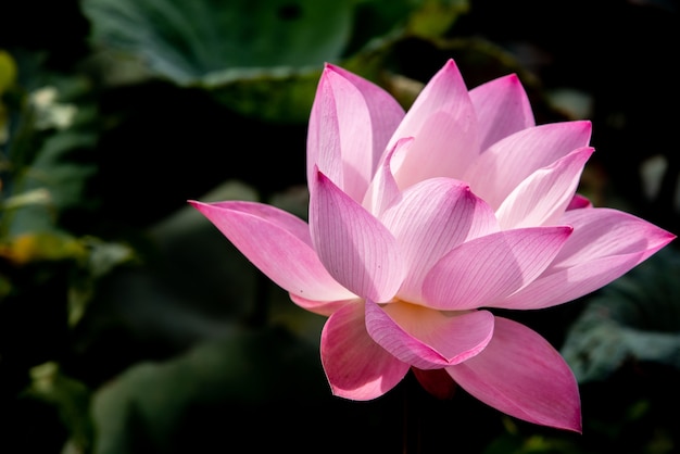 flor de loto rosa para el mundo religioso y espiritual de la vida humana