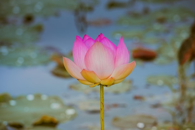 Flor de loto rosa y plantas de flor de loto