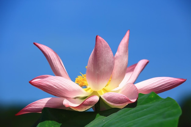 flor de loto rosa que florece en el estanque con fondo de cielo azul