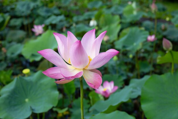 Flor de loto rosa que florece en un estanque con hojas verdes