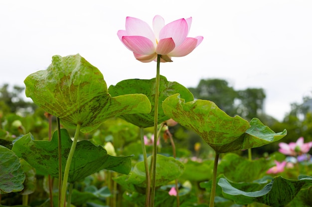 Flor de loto rosa que florece en un estanque con hojas verdes