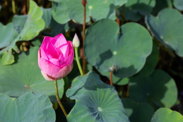 Flor de loto rosa que florece en un estanque con hojas verdes