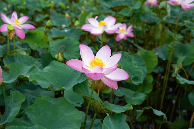 Flor de loto rosa que florece en un estanque con hojas verdes