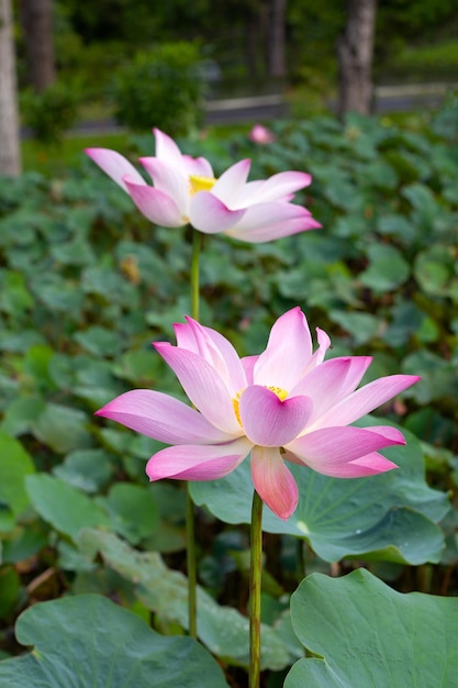 Flor de loto rosa que florece en un estanque con hojas verdes