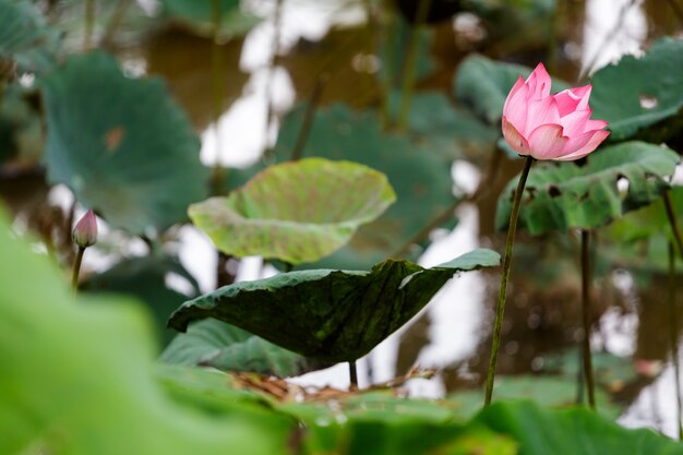 flor de loto rosa en el río