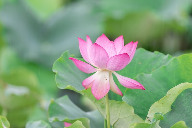 Una flor de loto rosa sobre un fondo de hoja de loto verde