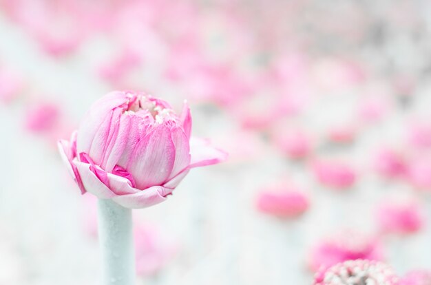 Foto flor de loto rosa suave en tubo blanco con flores de loto borrosas como fondo