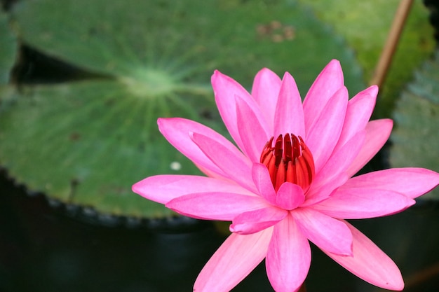 Flor de loto rosa tropical