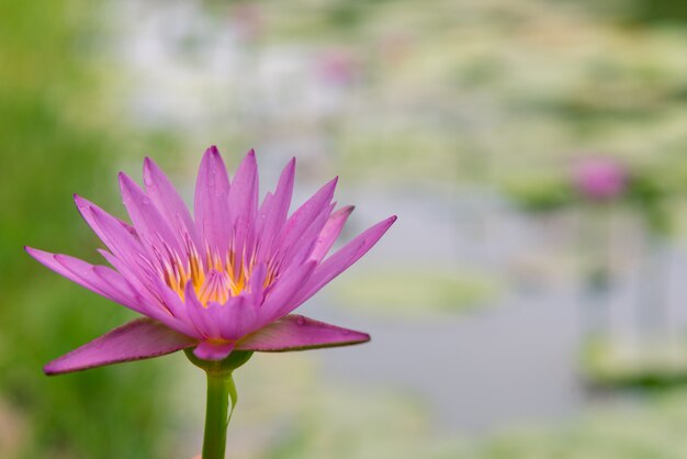 Flor de loto rosa