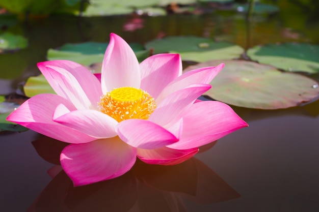 Flor de loto rosada hermosa en la naturaleza para el fondo