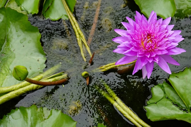 Flor de loto rosada y hoja verde en agua.