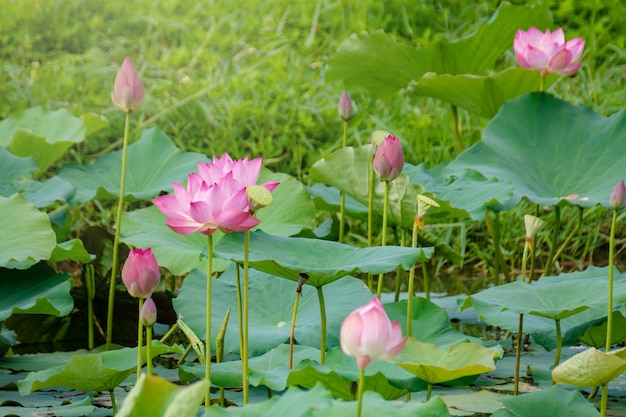 Flor de loto rosada que florece entre las hojas exuberantes en la charca bajo sol brillante del verano