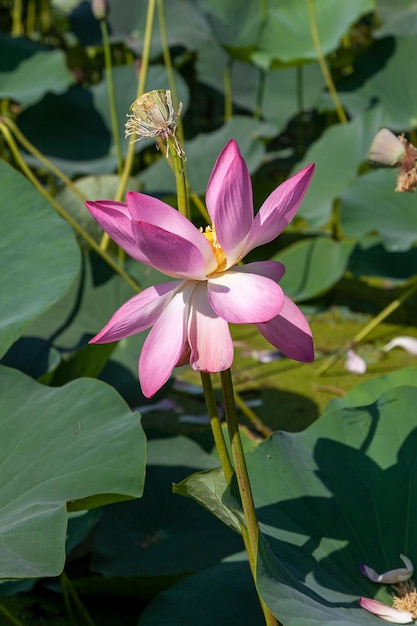 Flor de loto sobre el fondo de agua y hojas