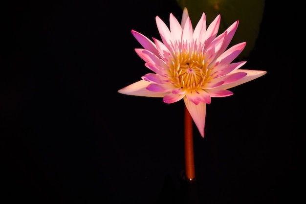 Flor de loto sobre fondo negro