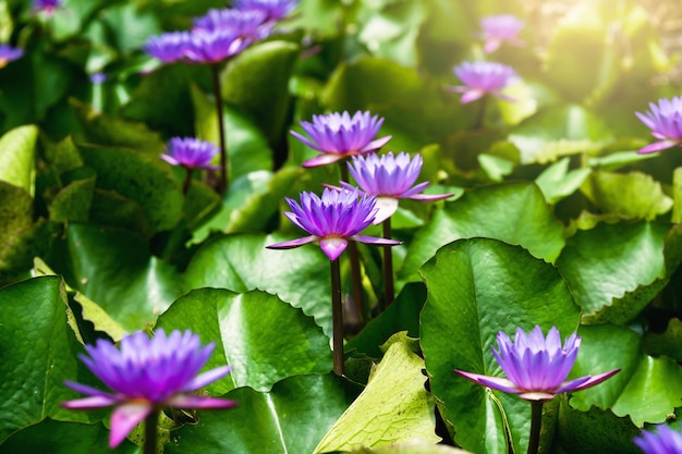 Flor de loto violeta con hojas verdes y sol