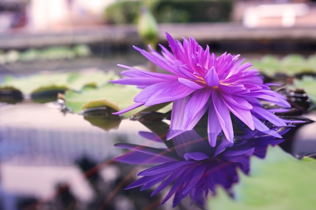 Flor de loto violeta o lirio de agua con reflejo en el agua