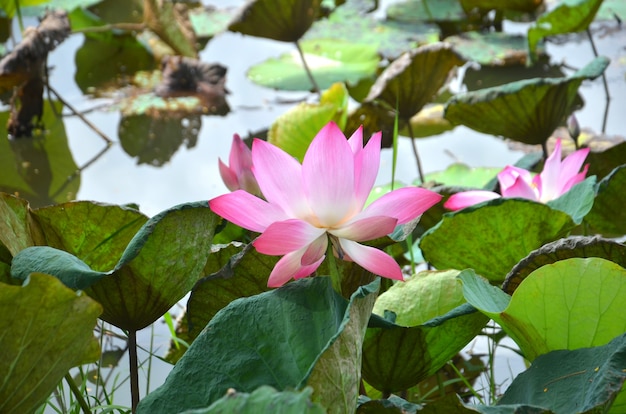 Foto flor de loto