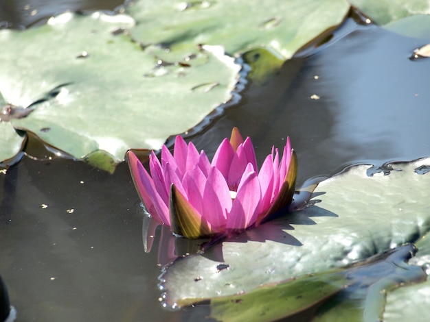 Flor de loto