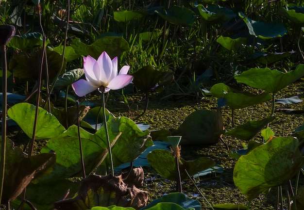 Flor de loto