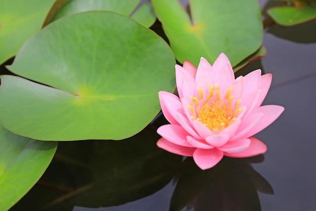 Flor de Lotus rosada hermosa en la charca, el lirio de agua del primer y la hoja en naturaleza.