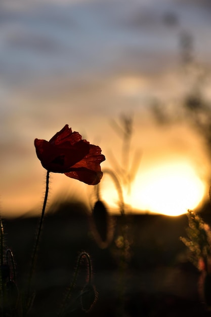 Foto la flor de la luna en la puesta de sol