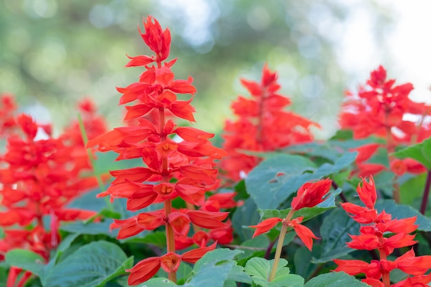 Flor de lupinus rojo hermoso primer plano