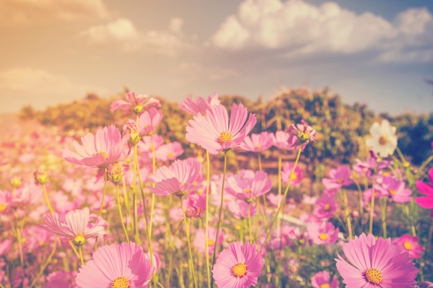 Flor y luz del sol del cosmos con tono del vintage.