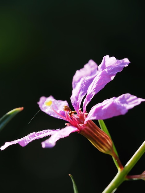 La flor de Lythrum salicaria bajo los rayos del sol de verano