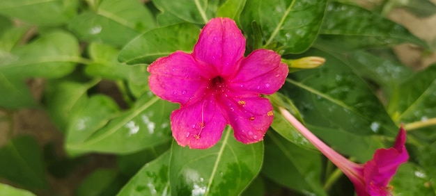 Una flor en una maceta que se llama hibisco cerrar foto efecto retrato foto