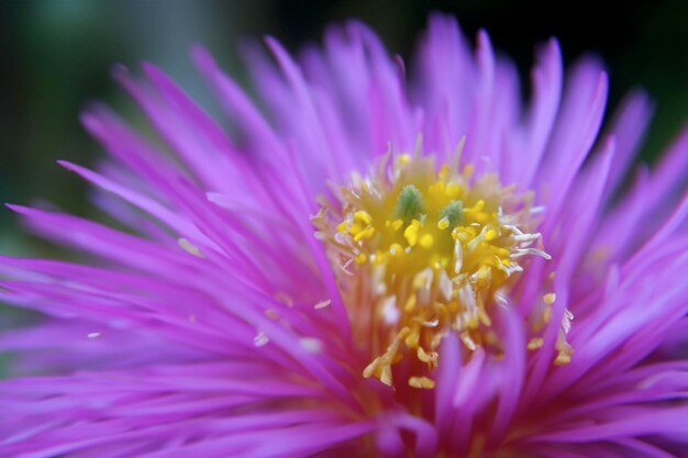 flor macro 13