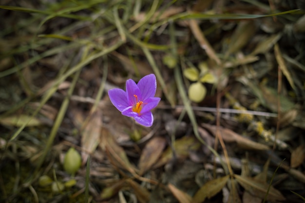 Foto flor macro açafrão na floresta